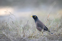 Common myna