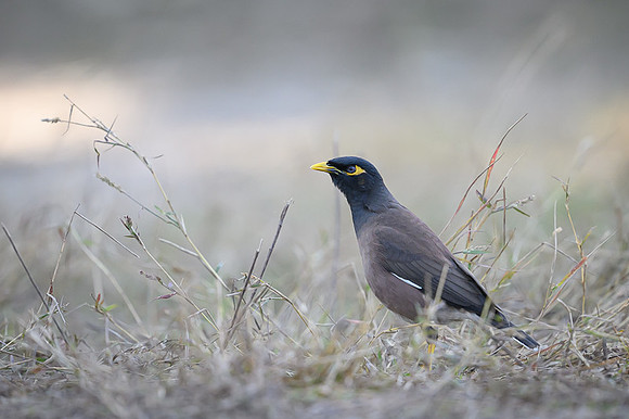 Common myna