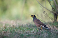Common myna