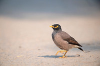 Common myna