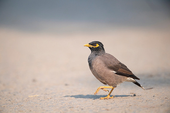 Common myna