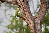 Alexzendrine parakeet