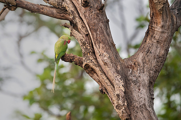 Alexzendrine parakeet
