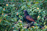 Southern coucal