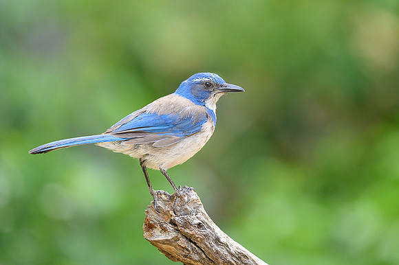 California scrub-jay