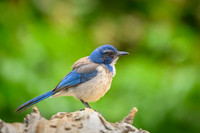 California scrub-jay