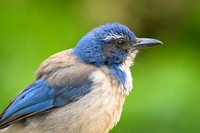 California scrub-jay