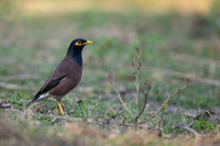 Common myna