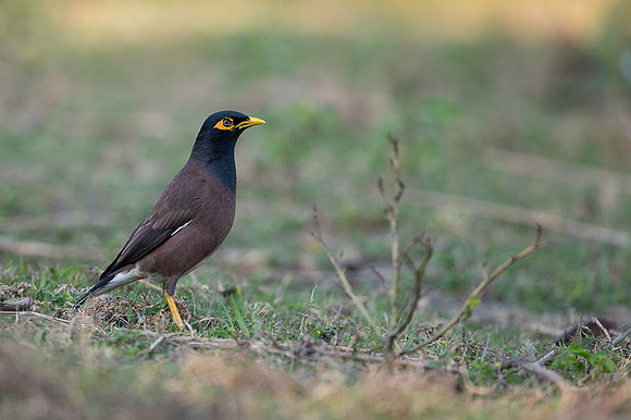Common myna