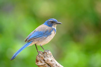 California scrub-jay