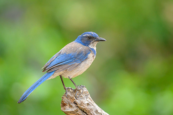 California scrub-jay