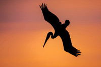 Brown Pelican