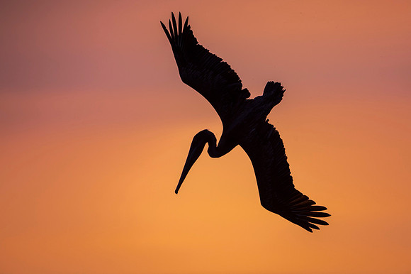 Brown Pelican