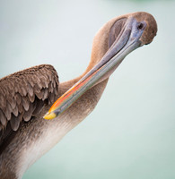 Brown Pelican