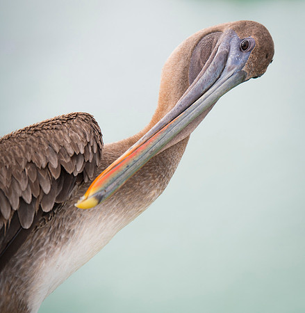 Brown Pelican