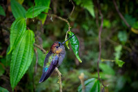 Green fronted lancebill