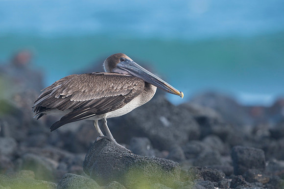Brown Pelican