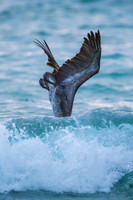 Brown Pelican