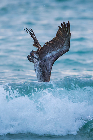 Brown Pelican