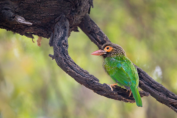 Brown headed barbet
