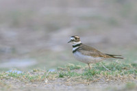 Killdeer