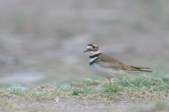 Killdeer