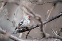 Arctic Redpoll / Czeczotka arktyczna