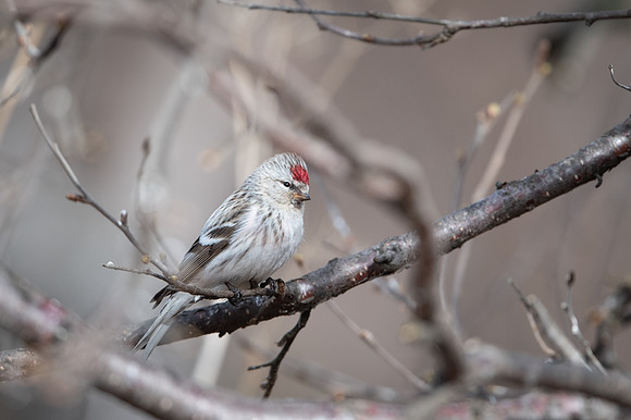 Arctic Redpoll / Czeczotka arktyczna