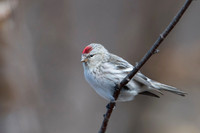 Arctic Redpoll / Czeczotka arktyczna