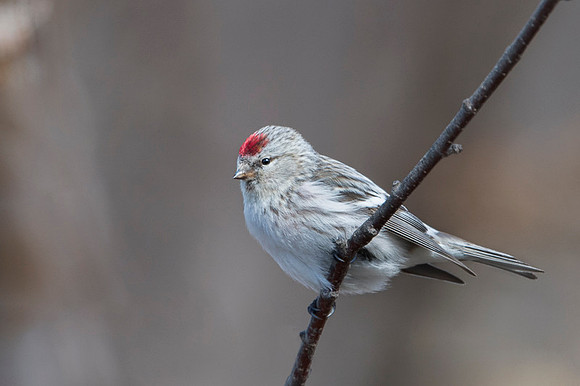 Arctic Redpoll / Czeczotka arktyczna