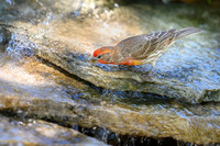 House Finch