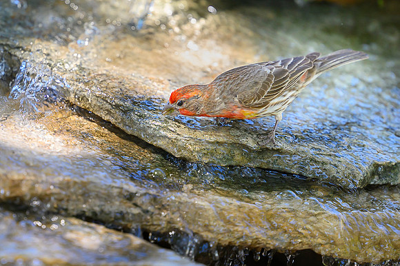 House Finch
