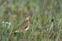 Calandra Lark / Kalandra szara