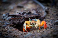 Crab