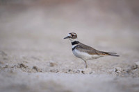 Killdeer