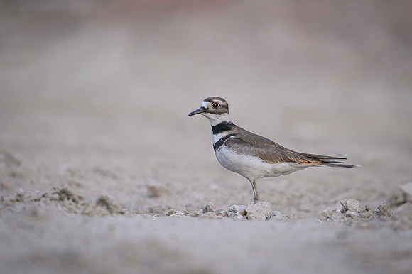 Killdeer