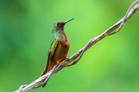 Chestnut-breasted coronet