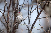 Arctic Redpoll / Czeczotka arktyczna