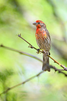 House Finch