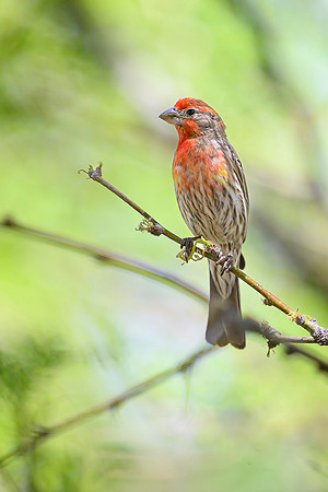 House Finch