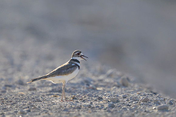 Killdeer