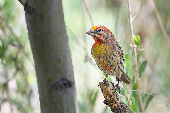 House Finch