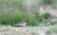 Killdeer