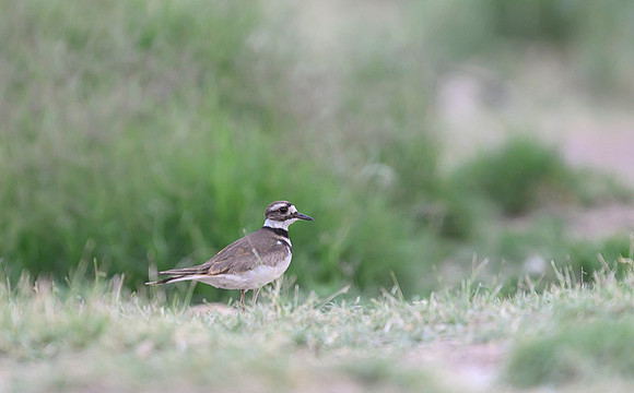 Killdeer