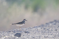Killdeer