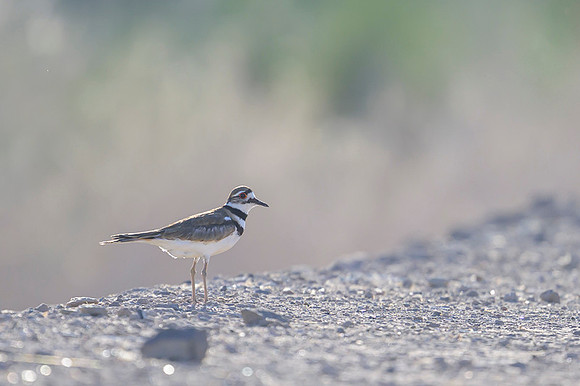 Killdeer