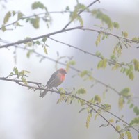 House Finch