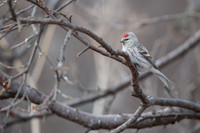 Arctic Redpoll / Czeczotka arktyczna