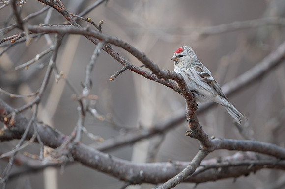 Arctic Redpoll / Czeczotka arktyczna