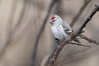 Arctic Redpoll / Czeczotka arktyczna
